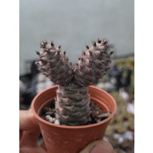 Embitki Tephrocactus Articulatus-Özel Tür-5.5 cm Saksı