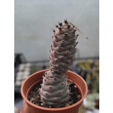 Embitki Tephrocactus Articulatus-Özel Tür-5.5 cm Saksı