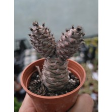 Embitki Tephrocactus Articulatus-Özel Tür-5.5 cm Saksı