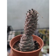 Embitki Tephrocactus Articulatus-Özel Tür-5.5 cm Saksı