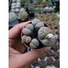 Embitki Lithops Taş Kaktüs-5.5 cm Saksı