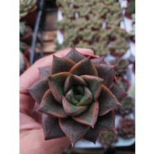 Embitki Echeveria Purpusorum Sukulent-5.5 cm Saksı