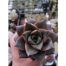 Embitki Echeveria Purpusorum Sukulent-5.5 cm Saksı