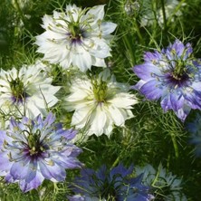 Tohumevi Çörekotu Çiçeği Tohumu - Nigella Damoscena (50+ Tohum)