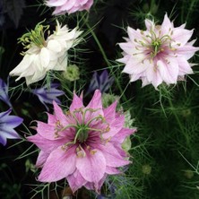 Tohumevi Çörekotu Çiçeği Tohumu - Nigella Damoscena (50+ Tohum)