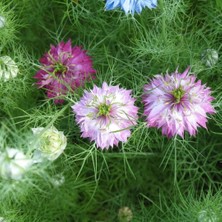 Tohumevi Çörekotu Çiçeği Tohumu - Nigella Damoscena (50+ Tohum)