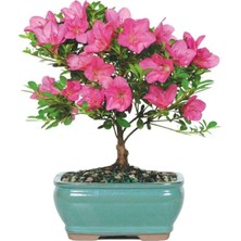 Tohumcumm Bodur Bonsai Orkide Ağacı Tohumu 5 Adet Tohum