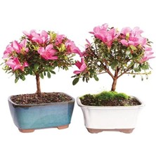 Tohumcumm Bodur Bonsai Orkide Ağacı Tohumu 5 Adet Tohum