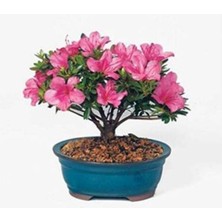 Tohumcumm Bodur Bonsai Orkide Ağacı Tohumu 5 Adet Tohum