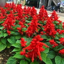 Ateş Çiçeği - Salvia Splendens - Kızıl Adaçayı Çiçek Tohumu (20+ Tohum)