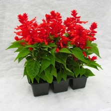 Ateş Çiçeği - Salvia Splendens - Kızıl Adaçayı Çiçek Tohumu (20+ Tohum)