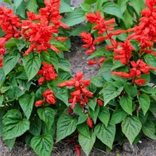 Ateş Çiçeği - Salvia Splendens - Kızıl Adaçayı Çiçek Tohumu (20+ Tohum)