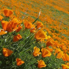 Acem Lalesi Tohumu - California Poppy (50+ Tohum)