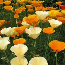 Acem Lalesi Tohumu - California Poppy (50+ Tohum)