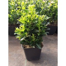 Serada Decor Plant Euonymus Japonicus Yeşi Taflan Bitkisi 1 Aadet Saksılı 20-40CM Çit Bitkisi