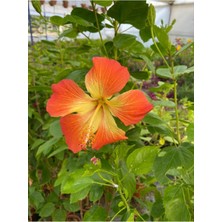 Serada Decor Plant Somon Rengi Japon Gülü Çiçeği 1 Adet Saksılı 30-60CM Bahçe Çiçeği