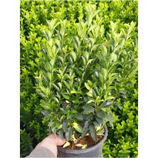 Serada Decor Plant Dolgun Formlu Yeşil Taflan Bitkisi 1 Adet Saksılı 25-40CM Peyzaj Bitkisi