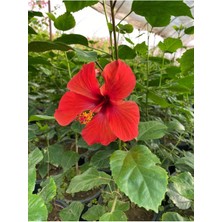 Serada Decor Plant Kırmızı Renk Japon Gülü Çiçeği 1 Adet 30-60CM Saksılı Bahçe Çiçeği