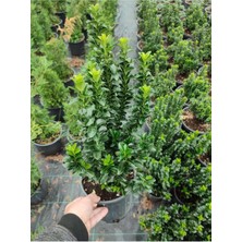 Serada Decor Plant Yeşil Canlı Taflan Çiçeği Saksılı 1 Adet 25-40CM (Euonymus Japonicus)