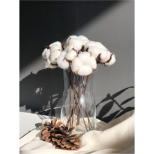 Tekno Trust 10 Lu Beyaz Doğal Pamuk Dalları-Pamuk Kozası