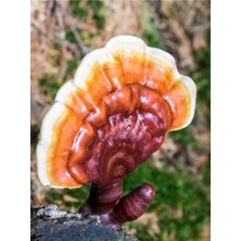 Tekno Trust Kırmızı Reishi Mantarı Tohumu Ganoderma Lucidum Mantar Tohumu 300gr