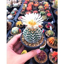 Tekno Trust 15 Adet Astrophytum V Type Tohumu 8 Cm Saksı Ve Torf