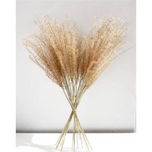 Tekno Trust Pampas Uzun