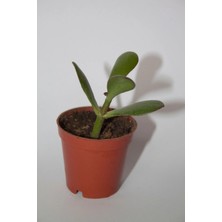 Bayraktar Peyzaj Şans ve Para Çiçeği Crassula Ovata Tekli 5.5 cm Küçük Saksıda