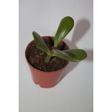 Bayraktar Peyzaj Şans ve Para Çiçeği Crassula Ovata Tekli 5.5 cm Küçük Saksıda