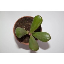 Bayraktar Peyzaj Şans ve Para Çiçeği Crassula Ovata Tekli 5.5 cm Küçük Saksıda