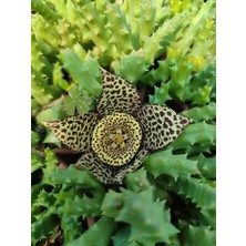 Bayraktar Peyzaj Leş Kaktüs Orbea Variegat Sukulent Tekli 5,5 cm Saksıda