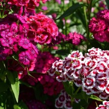 Hüsnü Yusuf Çiçeği Tohumu – Dianthus Barbatus (100+ Tohum)