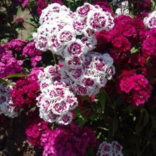 Hüsnü Yusuf Çiçeği Tohumu – Dianthus Barbatus (100+ Tohum)