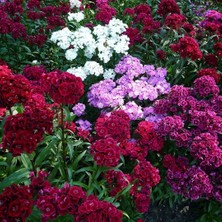 Hüsnü Yusuf Çiçeği Tohumu – Dianthus Barbatus (100+ Tohum)