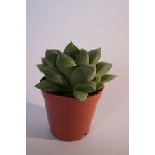 Bayraktar Peyzaj Haworthia Cymbiformis (Optusa) Sukulent Tekli 5,5 cm Saksıda