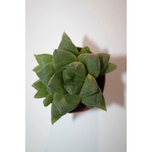 Bayraktar Peyzaj Haworthia Cymbiformis (Optusa) Sukulent Tekli 5,5 cm Saksıda