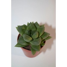 Bayraktar Peyzaj Haworthia Cymbiformis (Optusa) Sukulent Tekli 5,5 cm Saksıda