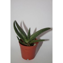 Bayraktar Peyzaj Gasteria Pillansii Sukulent Tekli 5,5 cm Saksıda