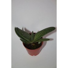 Bayraktar Peyzaj Gasteria Pillansii Sukulent Tekli 5,5 cm Saksıda