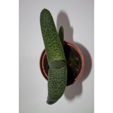 Bayraktar Peyzaj Gasteria Pillansii Sukulent Tekli 5,5 cm Saksıda