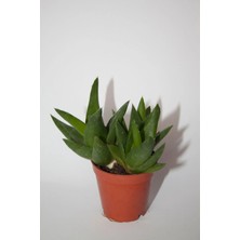 Bayraktar Peyzaj Haworthia Pentagona Sukulent Tekli 5,5 cm Saksıda