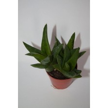 Bayraktar Peyzaj Haworthia Pentagona Sukulent Tekli 5,5 cm Saksıda