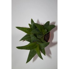 Bayraktar Peyzaj Haworthia Pentagona Sukulent Tekli 5,5 cm Saksıda