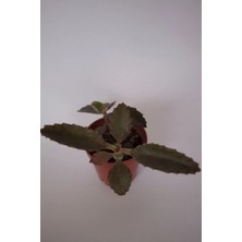 Bayraktar Peyzaj Aşkın Gözyaşı Çiçeği (Kalanchoe Daigremontiana) Sukulent Tekli 5.5 cm Saksıda