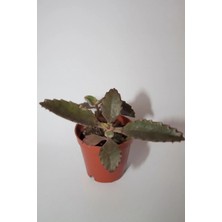 Bayraktar Peyzaj Aşkın Gözyaşı Çiçeği (Kalanchoe Daigremontiana) Sukulent Tekli 5.5 cm Saksıda