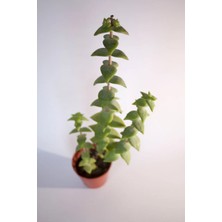 Bayraktar Peyzaj Crassula Rupestris Sukulent Tekli 5,5 cm Saksıda