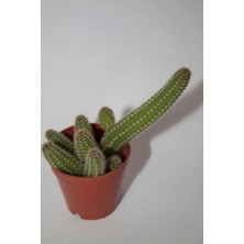 Bayraktar Peyzaj Yılan Kaktüs - Chamaecereus Silvestrii Tekli 5.5 cm Saksıda