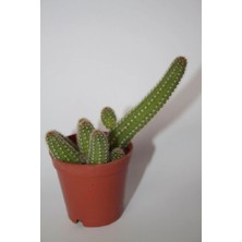 Bayraktar Peyzaj Yılan Kaktüs - Chamaecereus Silvestrii Tekli 5.5 cm Saksıda