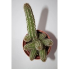 Bayraktar Peyzaj Yılan Kaktüs - Chamaecereus Silvestrii Tekli 5.5 cm Saksıda