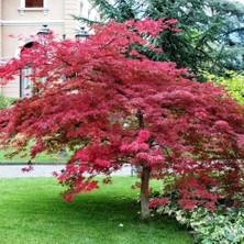 Kırmızı Yapraklı Japon Akçaağaç Acer Palmatum Atropurpureum 3 Ade